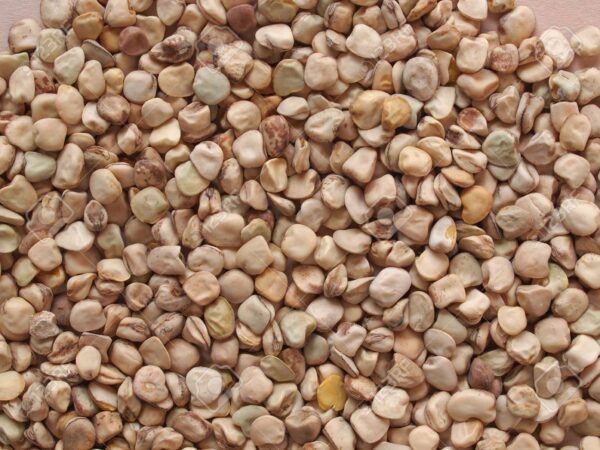 Lathyrus Sativus Beans