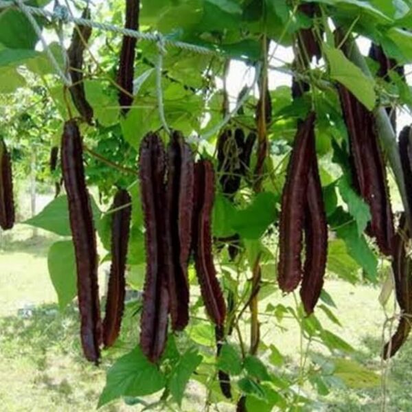 Psophocarpus Beans