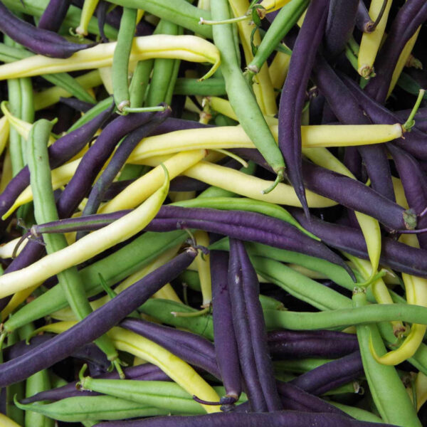 Phaseolus Beans