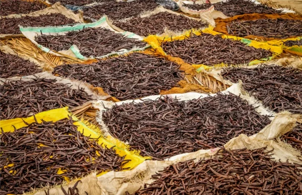 Indian Vanilla Beans