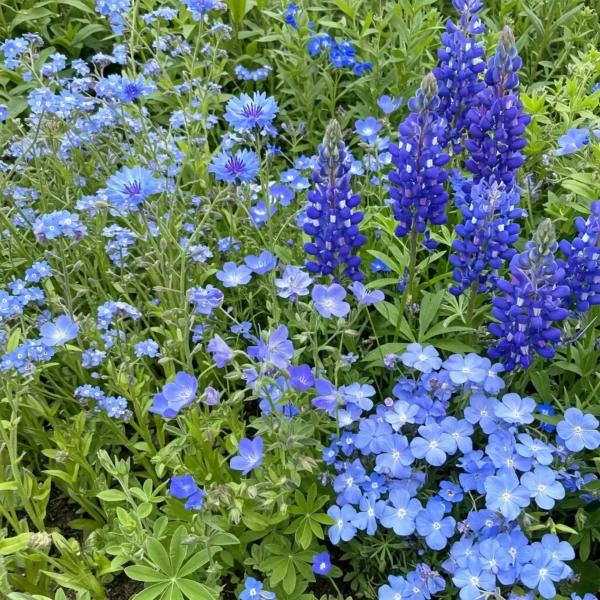 Blue Mix Bulk Wildflower Seeds