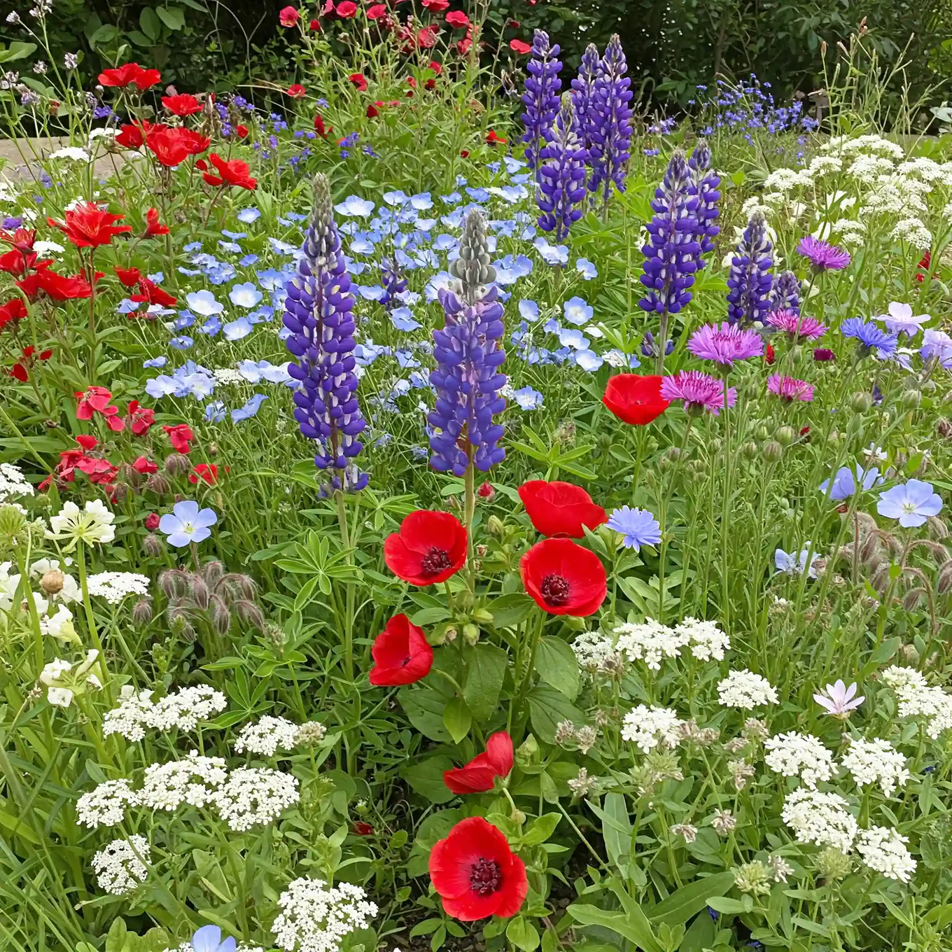 Red, White & Blue Mix Bulk Flower Seeds