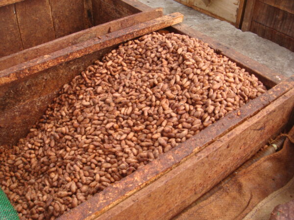 Fermented Cocoa Beans