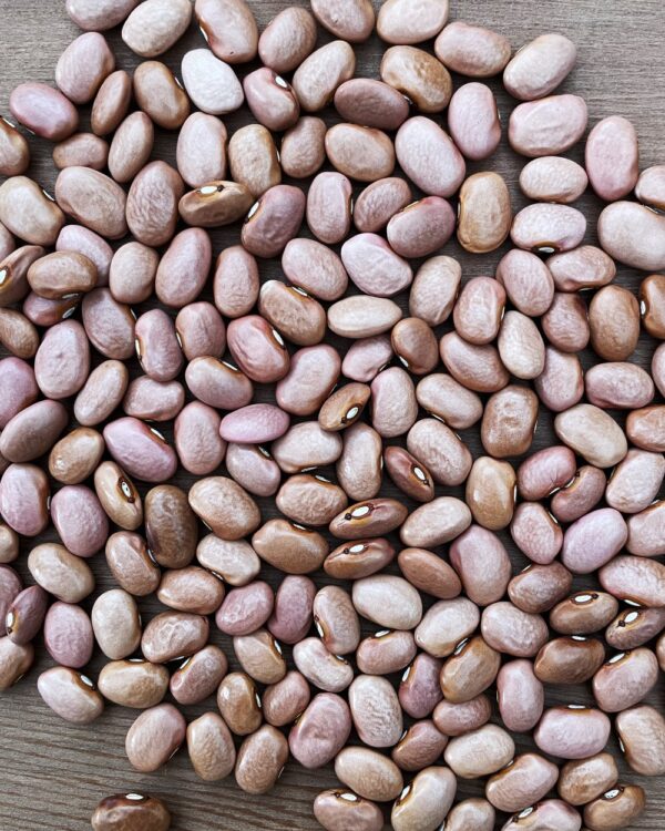Organic Bean
