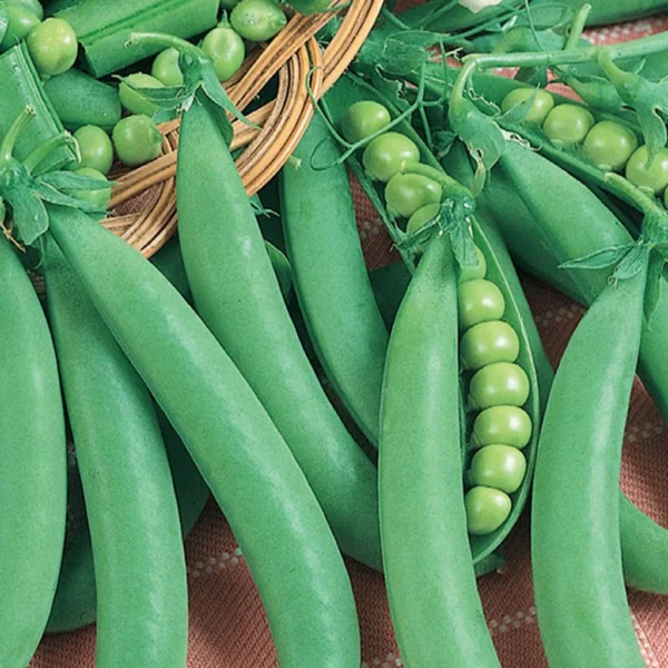 Organic Pea