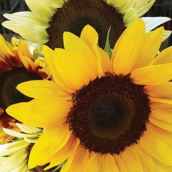 Sunflower, Mixed Colors Seeds Online