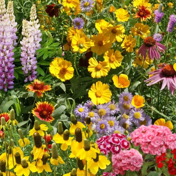 Perennial Mix Bulk Wildflower Seeds